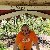 Sinan, 60, Finland